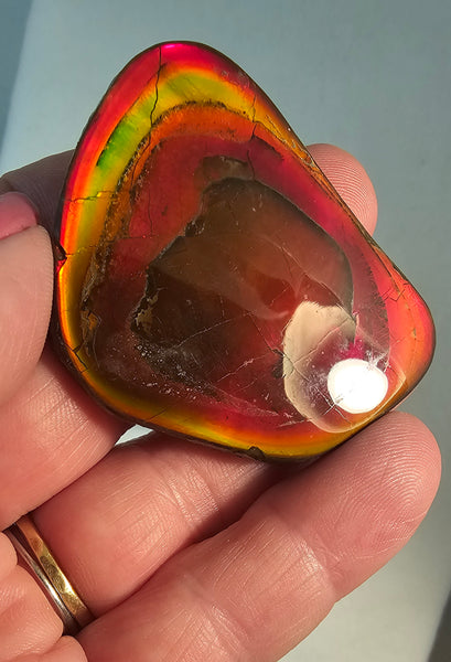 Natural Freeform Ammolite Cabochon - #170