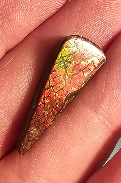 Natural Freeform Ammolite Cabochon - #80