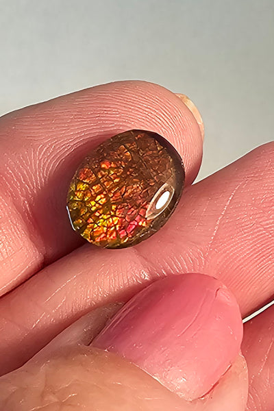 Quartz Capped Ammolite Doublet - #55