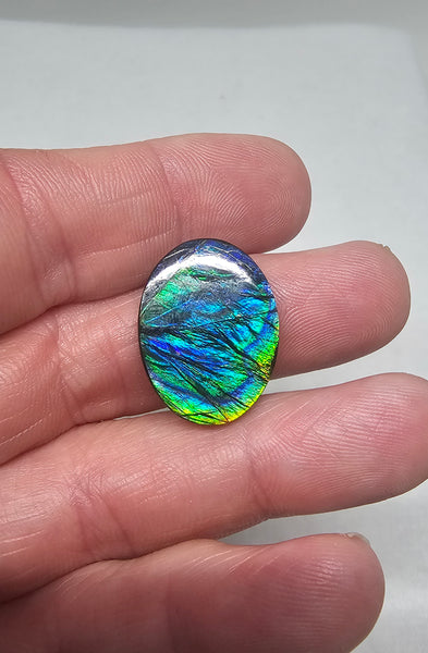 Ammolite Doublet - #701