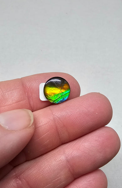 Ammolite Quartz Capped Natural - #980