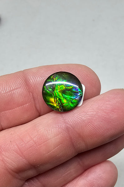 Ammolite Quartz Capped Natural - #973